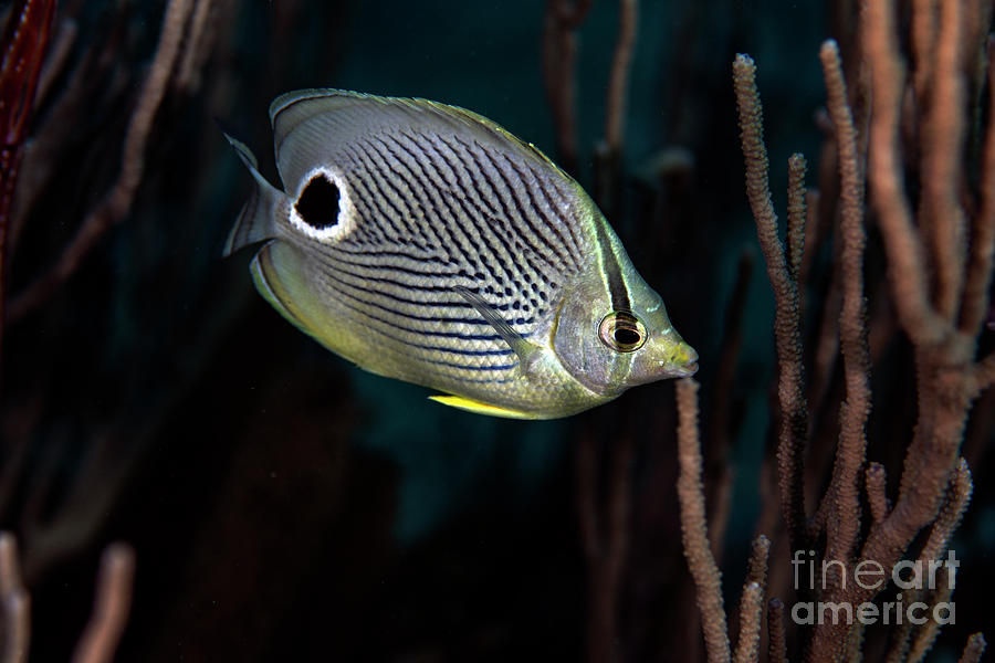 Foureye Butterflyfish #4 Photograph by JT Lewis