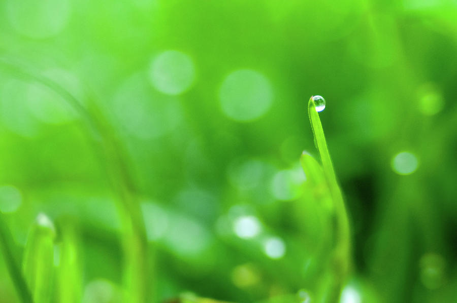 Fresh spring grass with dew drops  #4 Photograph by Alex Grichenko