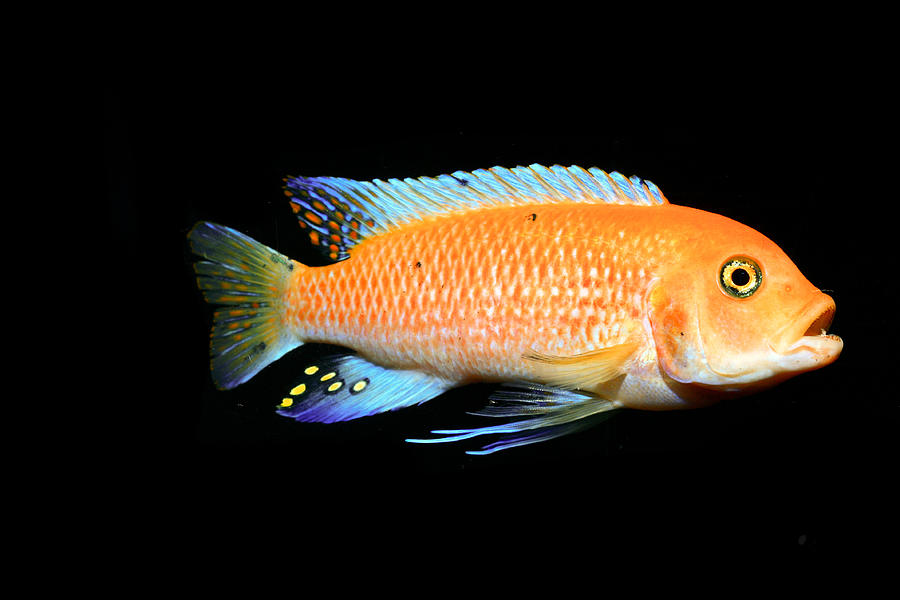 Freshwater Aquarium Fish #4 Photograph by Jeby69