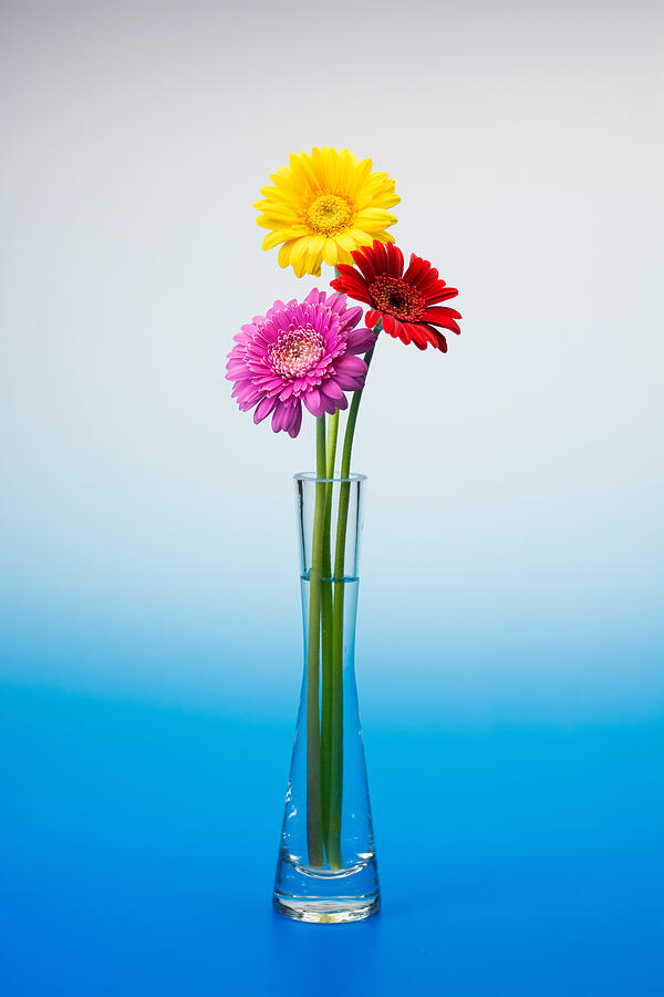 Gerbera flower #4 Photograph by Tomophotography