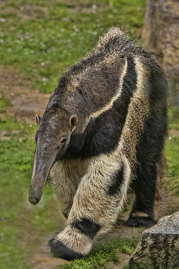 Giant Anteater #4 Photograph by Mark Newman
