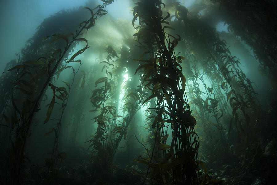 Giant kelp (Macrocystis pyrifera) grows off the coast of California. #4 Photograph by Ethan Daniels/Stocktrek Images