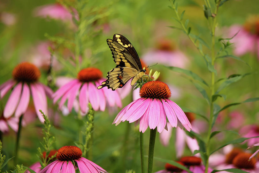 Giant Swallowtail #4 Photograph by Brook Burling