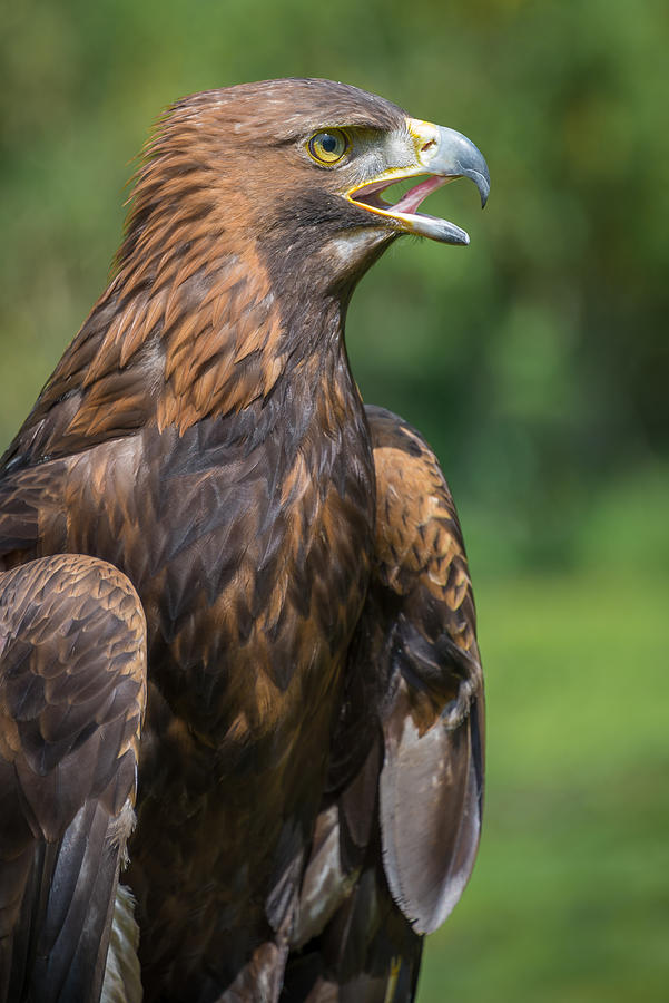 Golden eagle #4 Photograph by Alan Tunnicliffe Photography