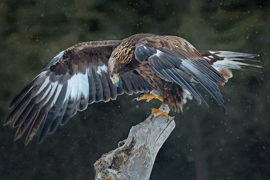 Golden Eagle #4 Photograph by CR Courson