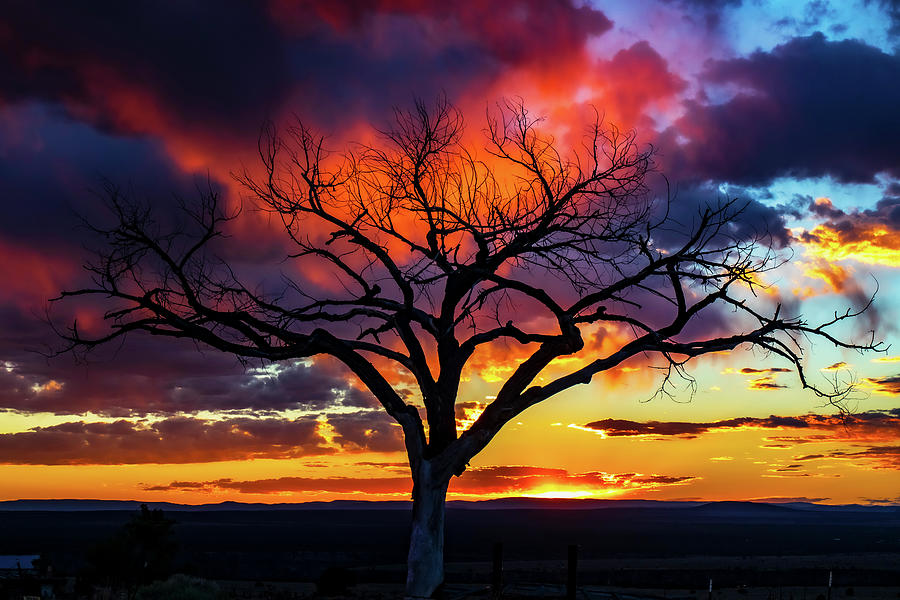 Golden Sunset with the Taos WelcomeTree #4 Photograph by Elijah Rael