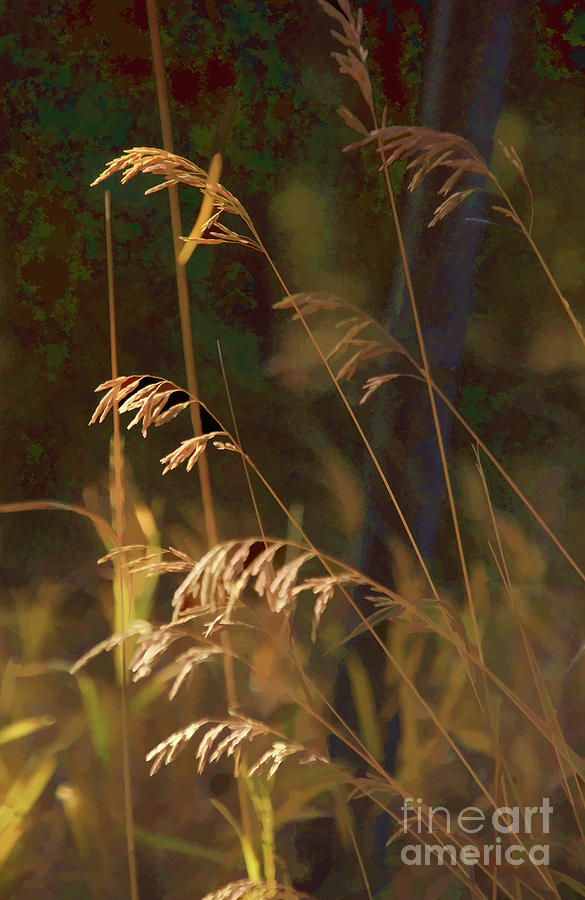 Grasses #4 Photograph by Roland Stanke