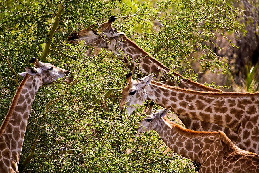 4 Grazing Giraffes Photograph by Pal Teravagimov Photography
