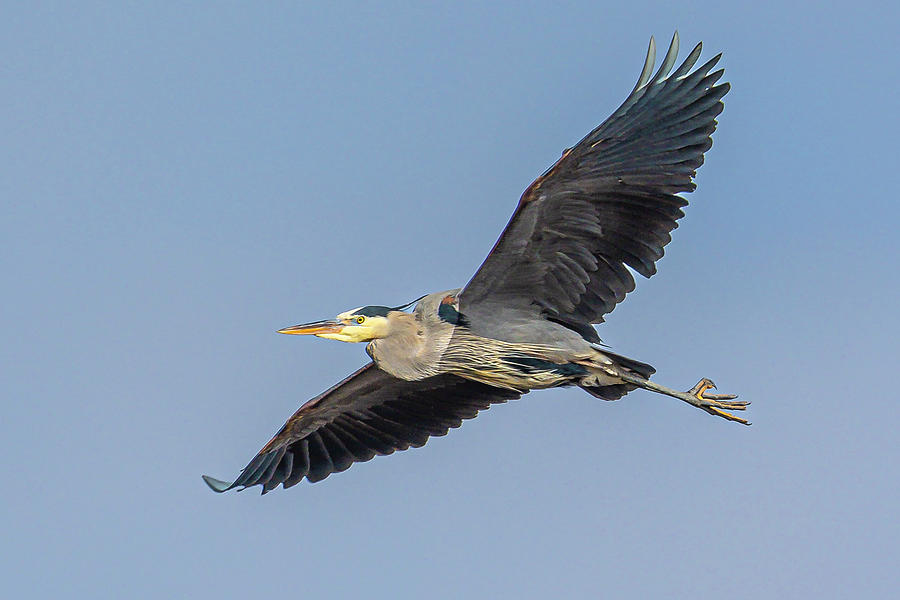 Great Blue Heron #4 Photograph by Mark Mille