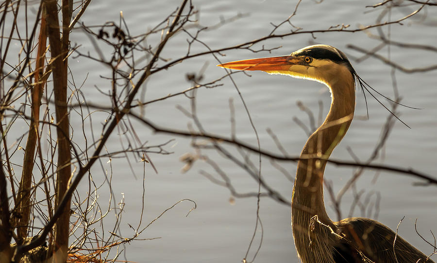 Great Blue Heron #4 Photograph by Rick Nelson