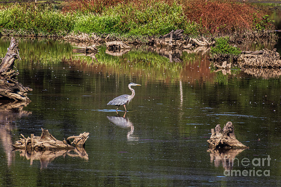 Great Blue Heron #4 Photograph by Thomas Marchessault