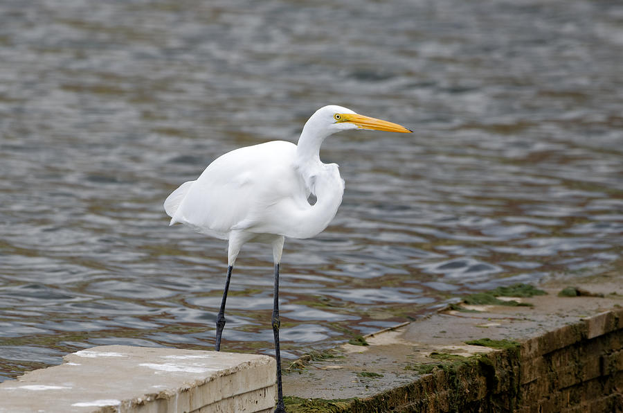 Great Egret #4 Photograph by Larry Melamed - Fine Art America