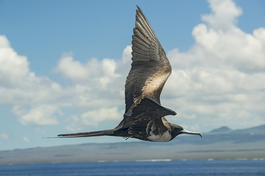 Great frigatebird (Fregata minor) at Galapagos islands #4 Photograph by Guenterguni