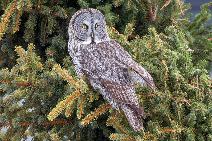 Great Gray Owl #4 Photograph by Paul Schultz