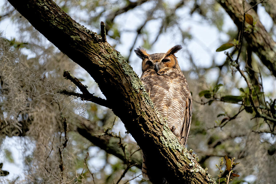 Great Horned Owl #4 Photograph by Colin Hocking
