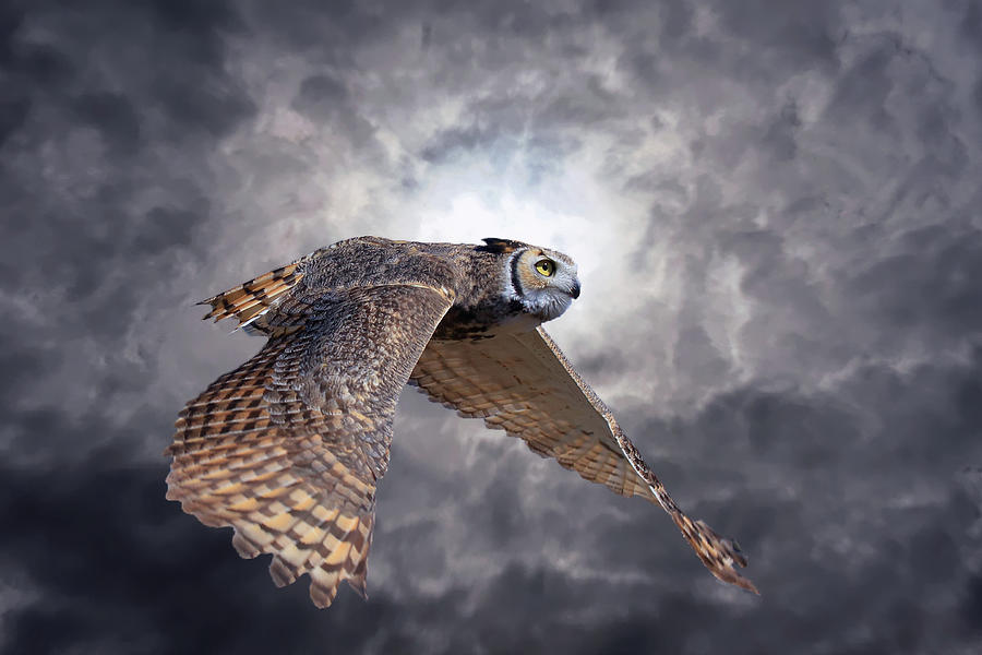 Great Horned Owl #4 Photograph by Glen Loftis
