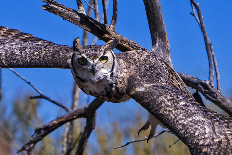 Great Horned Owl #4 Photograph by Mark Newman