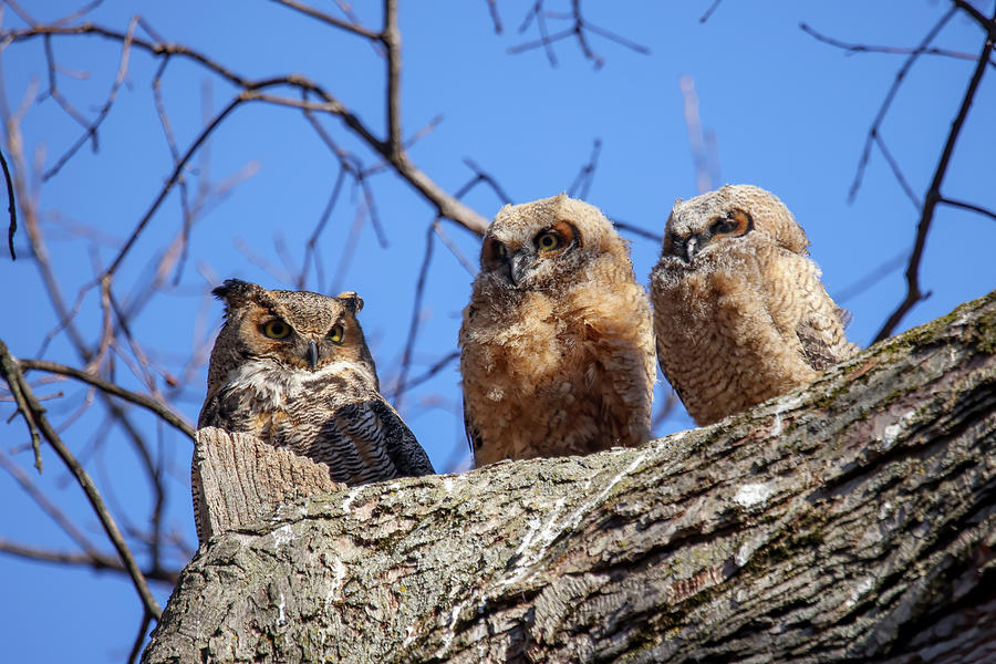 Great Horned Owlets #4 Photograph by Brook Burling