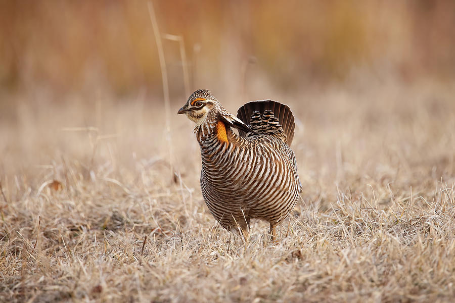 Greater Prairie Chicken #4 Photograph by Brook Burling