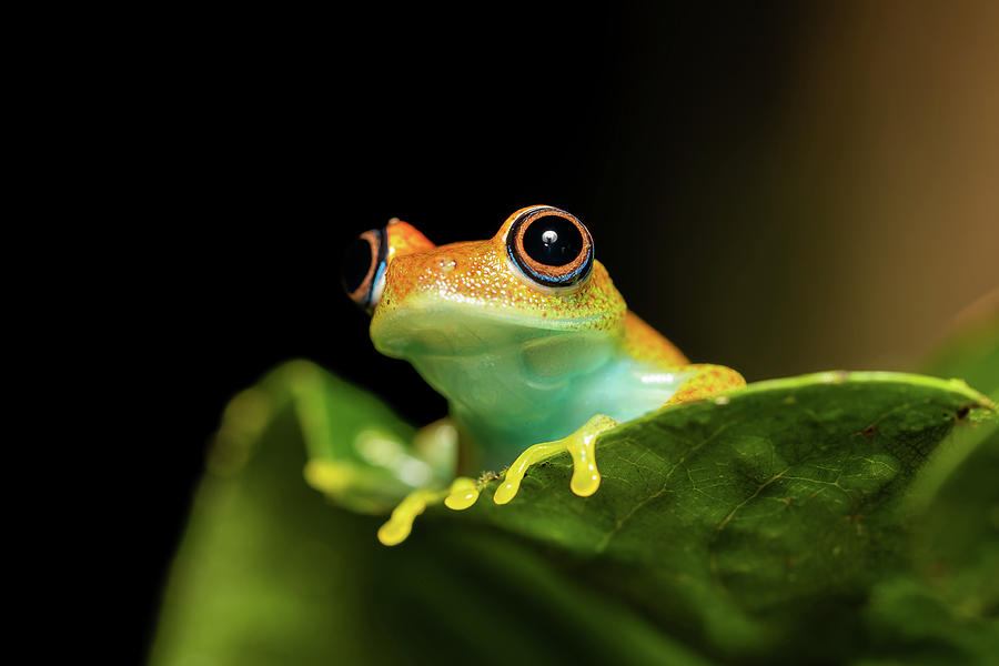 Green Bright-Eyed Frog, Boophis Viridis, Andasibe-Mantadia National ...