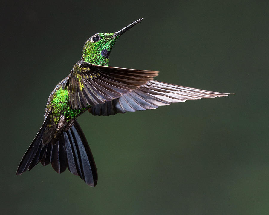 Green-crowned Brilliant Hummingbird #4 Photograph by Michael Mike L. Baird flickr.bairdphotos.com