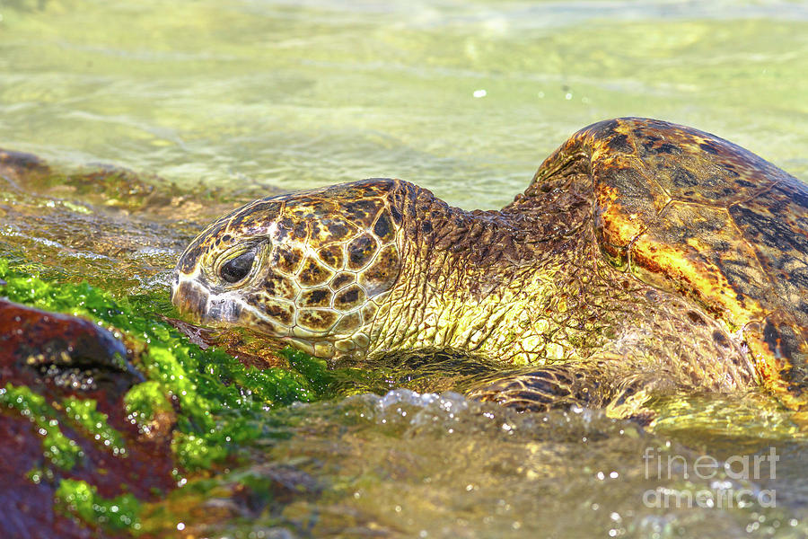 Green Sea Turtle #4 Photograph by Benny Marty