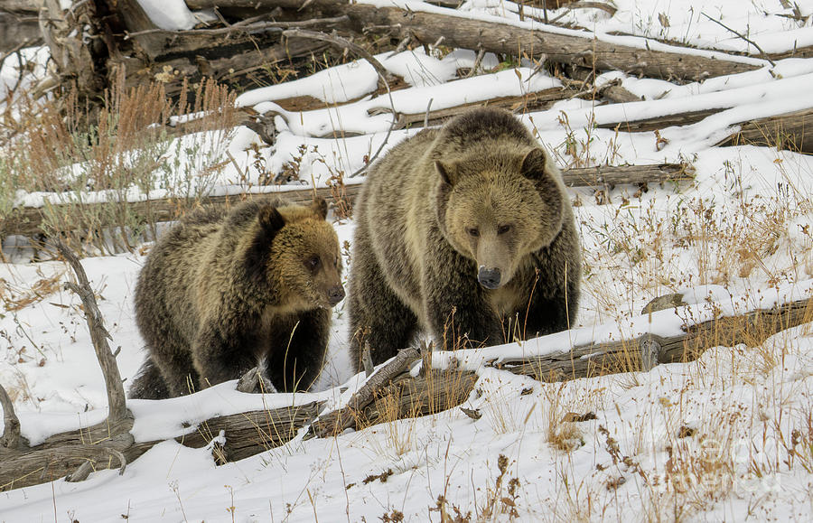 Grizzly Sow and Cub #4 Photograph by Patrick Nowotny