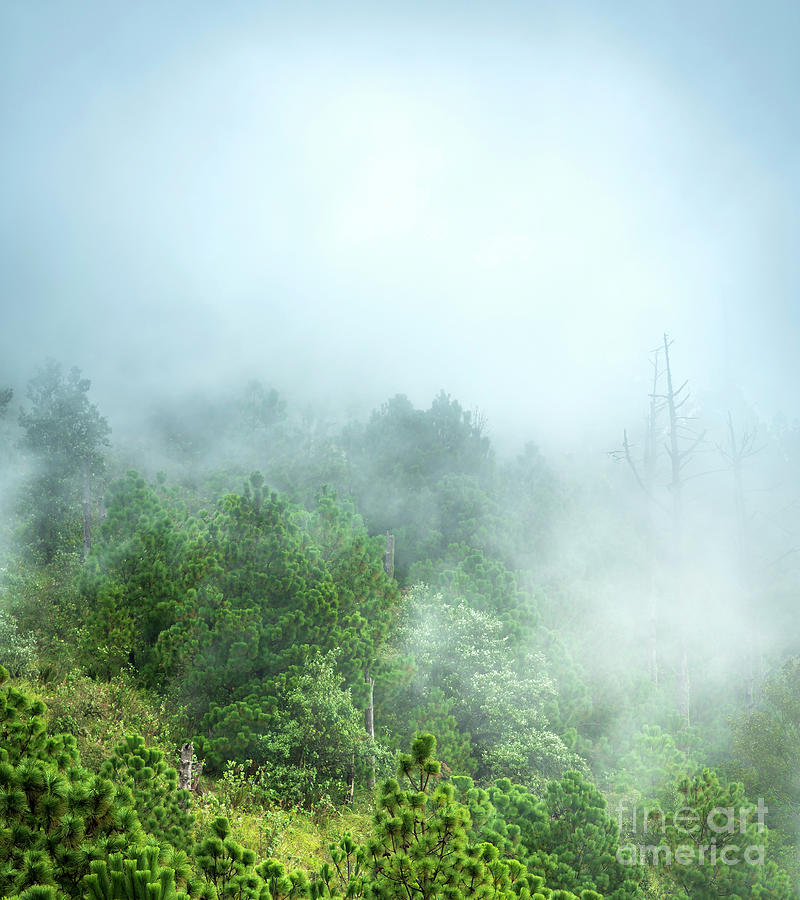 Nature Photograph - Guatemala Forest Landscape On Acatenango Volcano #4 by THP Creative