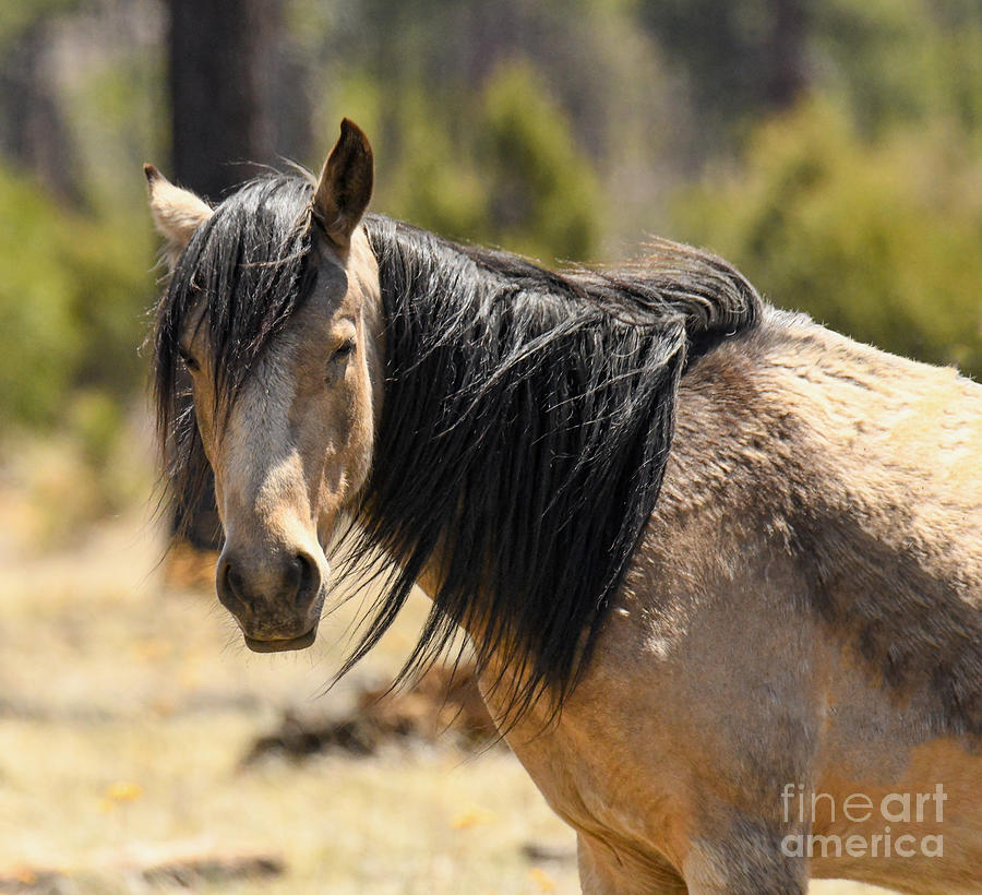 Heber Wild Horse #4 Digital Art by Tammy Keyes