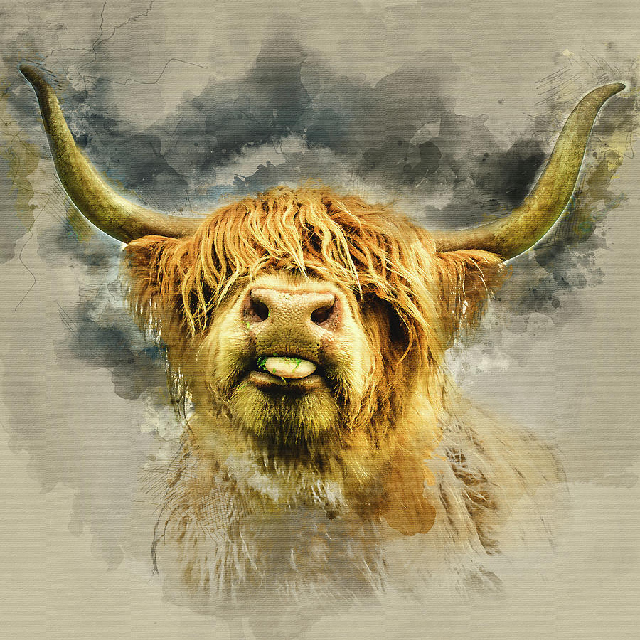 Highland Cow Canvas Art by Mark Gemmell