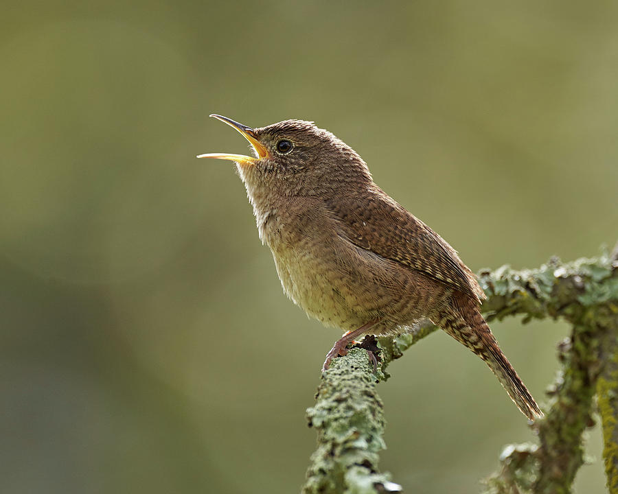 Birds Photograph - House Wren, Sacramento County California by Doug Herr Birds Photograph - House Wren, Sacramento County California by Doug Herr