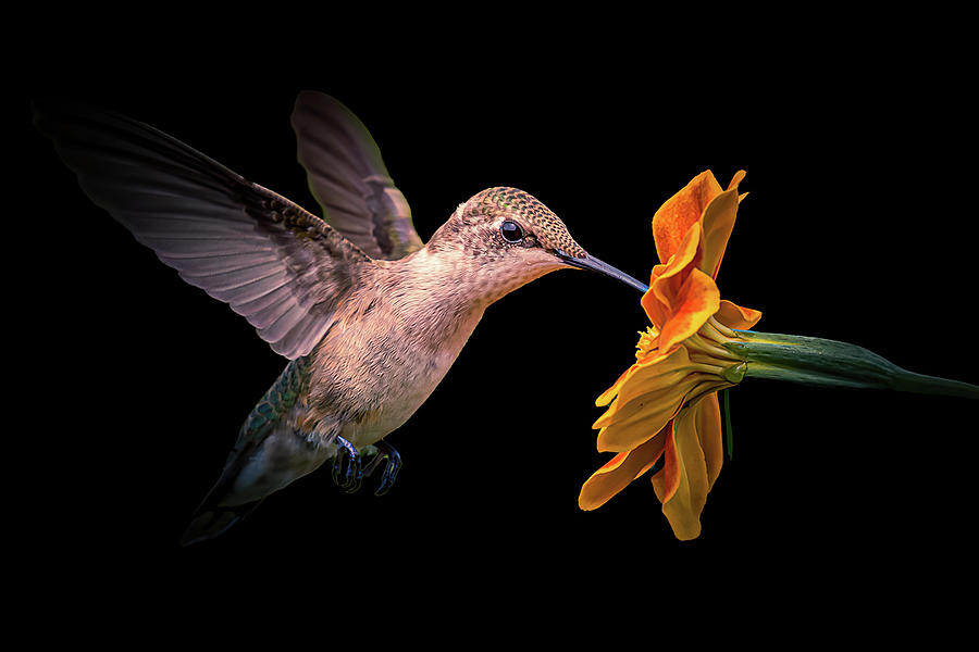 Hummingbird  #4 Photograph by Allin Sorenson