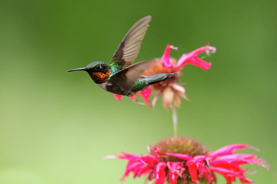 Hummingbird #4 Photograph by Brook Burling