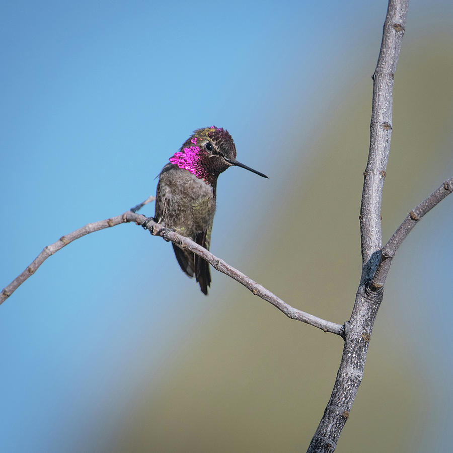 Hummingbird #4 Photograph by Catherine Lau