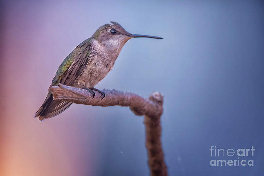 Hummingbird Photograph - Hummingbird by Gaby Swanson Hummingbird Photograph - Hummingbird by Gaby Swanson