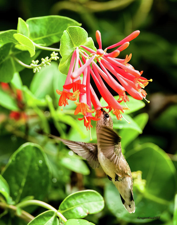 Hummingbird #4 Photograph by Jeffrey PERKINS