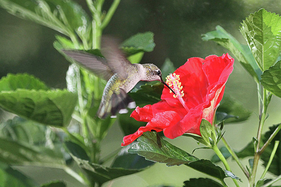 Hummingbird on Red Hibiscus #4 Photograph by Robert Camp