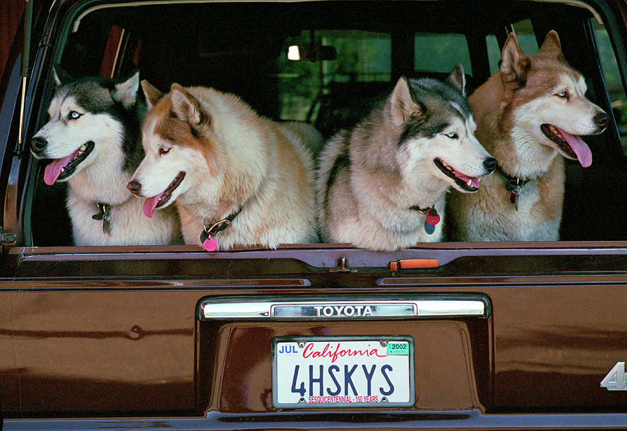 4 Huskies Photograph by Bonnie Colgan