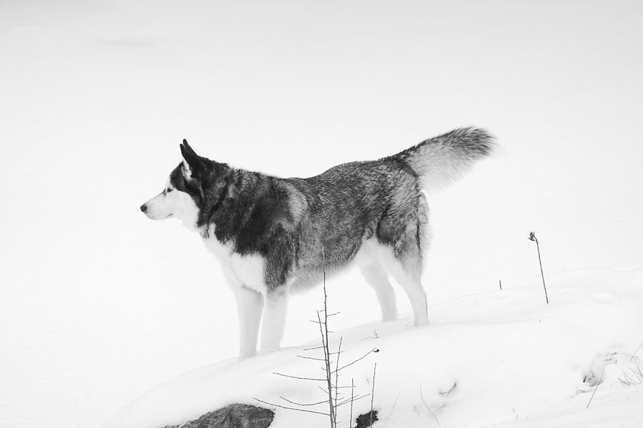Husky in Snow #3 Photograph by Wei Wang