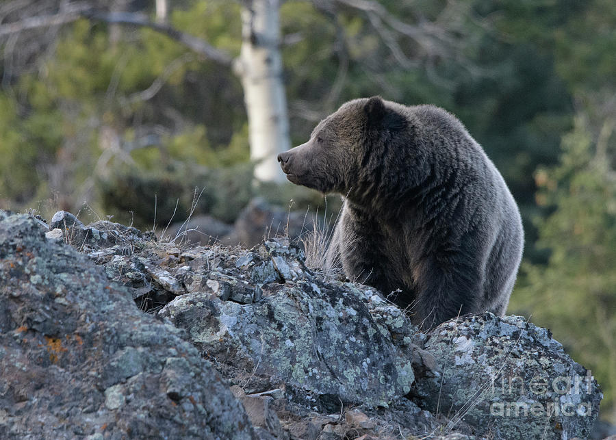 Ice Box Canyon Grizzly #4 Photograph by Patrick Nowotny