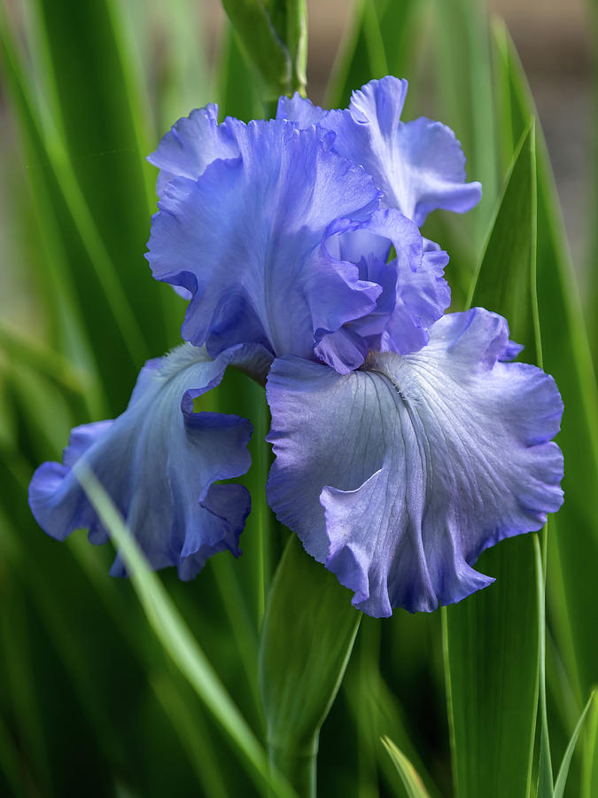 Iris Photograph by Marlene Marengo - Fine Art America