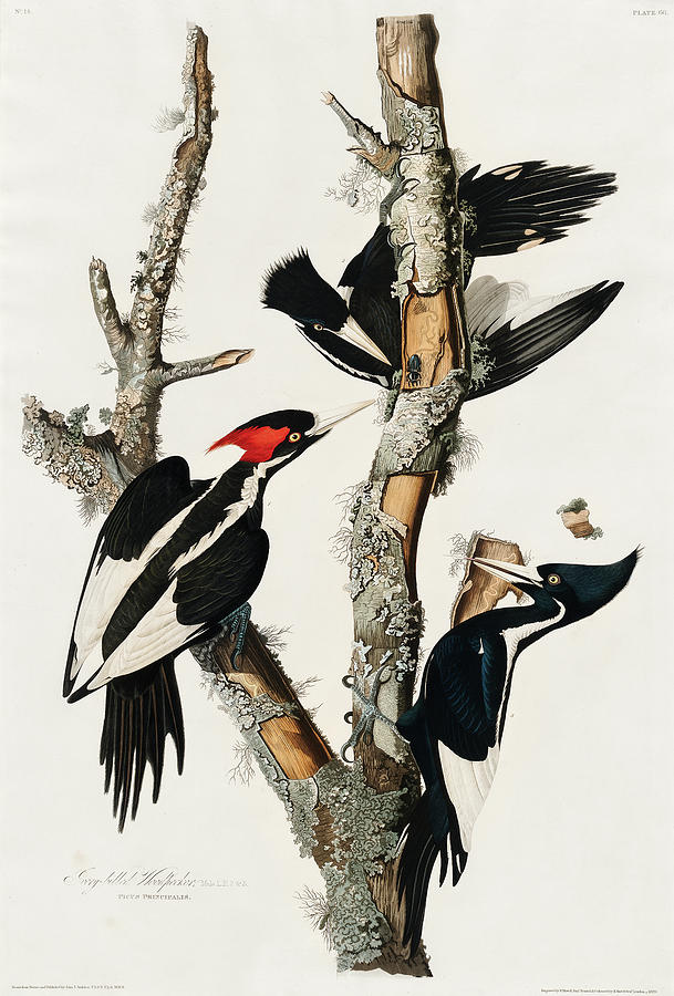 Audubon Birds Drawing - Ivory-billed Woodpecker #4 by John James Audubon