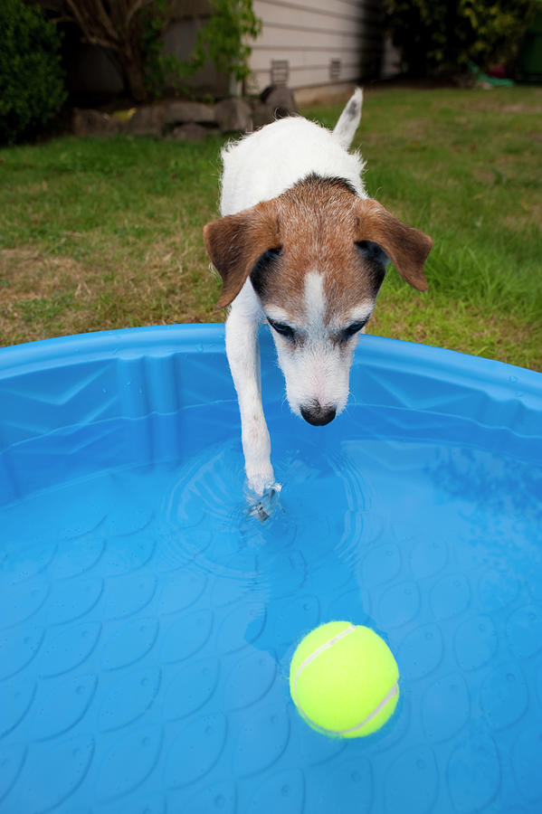 Jack Russell Terrier Pool Ball #5 Photograph by Jim Corwin