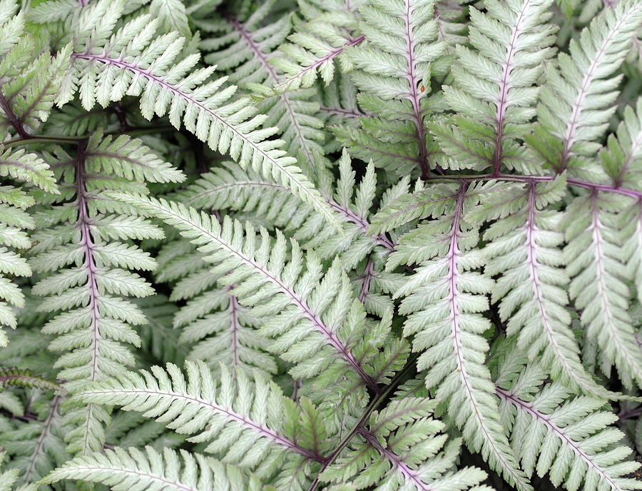 Japanese Painted Fern Photograph By My Soul Passion Images Fine Art   4 Japanese Painted Fern My Soul Passion Images 