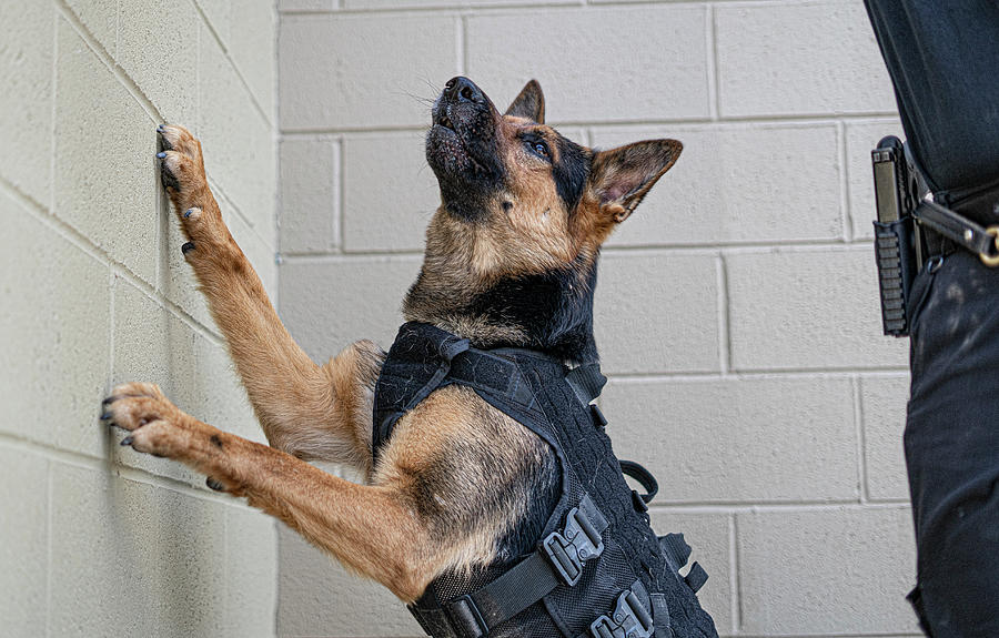 K9 Trinity - Argentine Township PD #4 Photograph by Lifework Productions