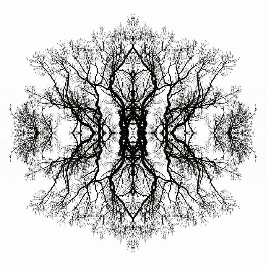 Kaleidoscopic Image of Winter Tree branches #4 Photograph by Mike Hill