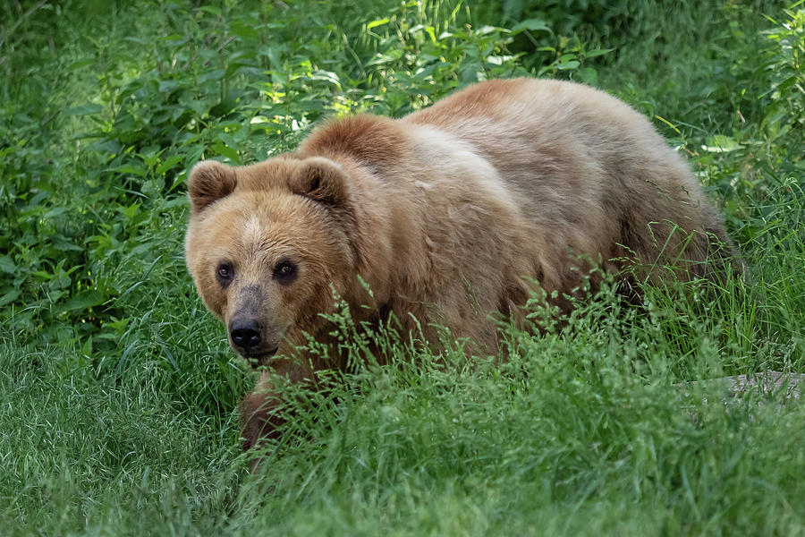 Kamchatka bear in the grass Photograph by Lubos Chlubny - Fine Art America