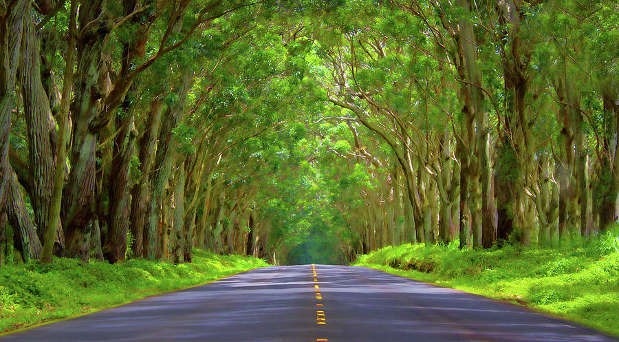 Kauai Tree Tunnel Photograph by Mark Chandler - Fine Art America