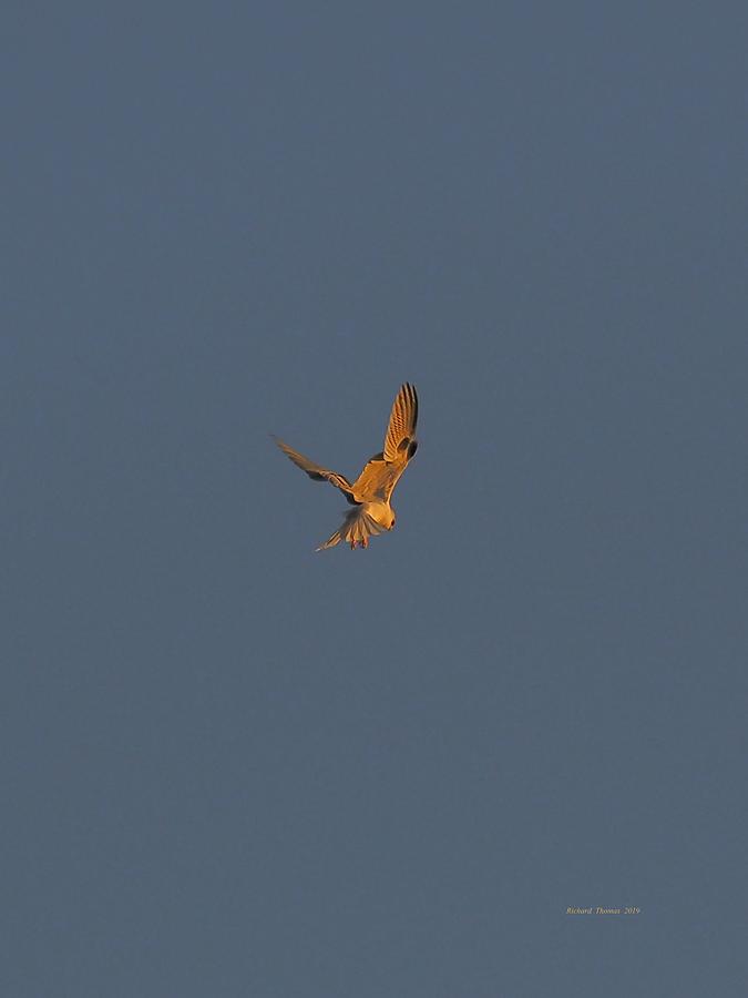 Kite Hovering #4 Photograph by Richard Thomas