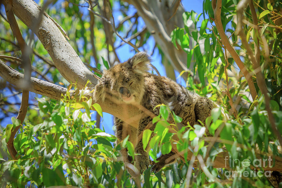 Koala in Yanchep National Park #4 Photograph by Benny Marty